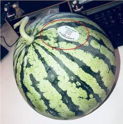 介休吃瓜网红,揭秘当地美食文化新风尚  第1张