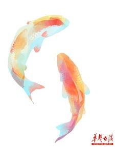 鸟哥爆料锦鲤视频,鸟哥独家爆料背后的故事  第1张