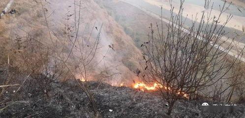 狮子山爆料视频最新版在线观看  第1张